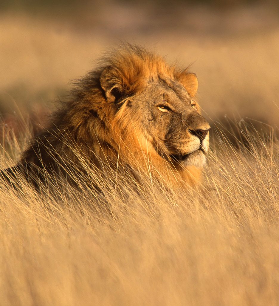 Lion