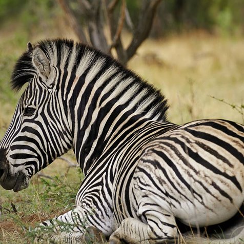 Sambane Zebra